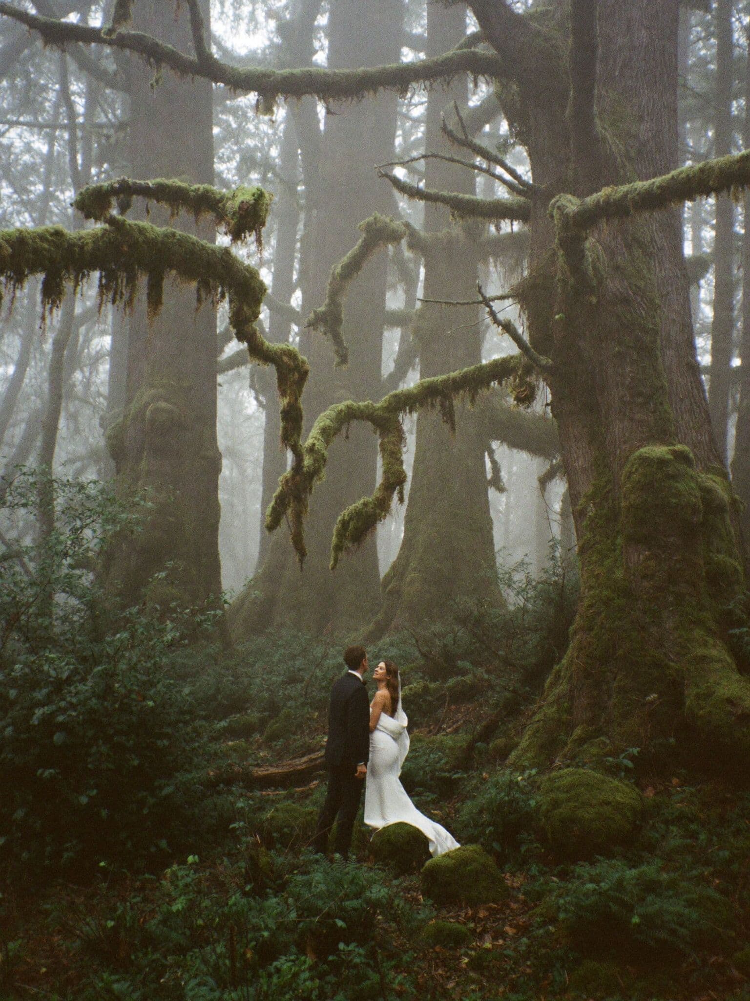 First look between bride and groom among old-growth trees during a Washington forest elopement